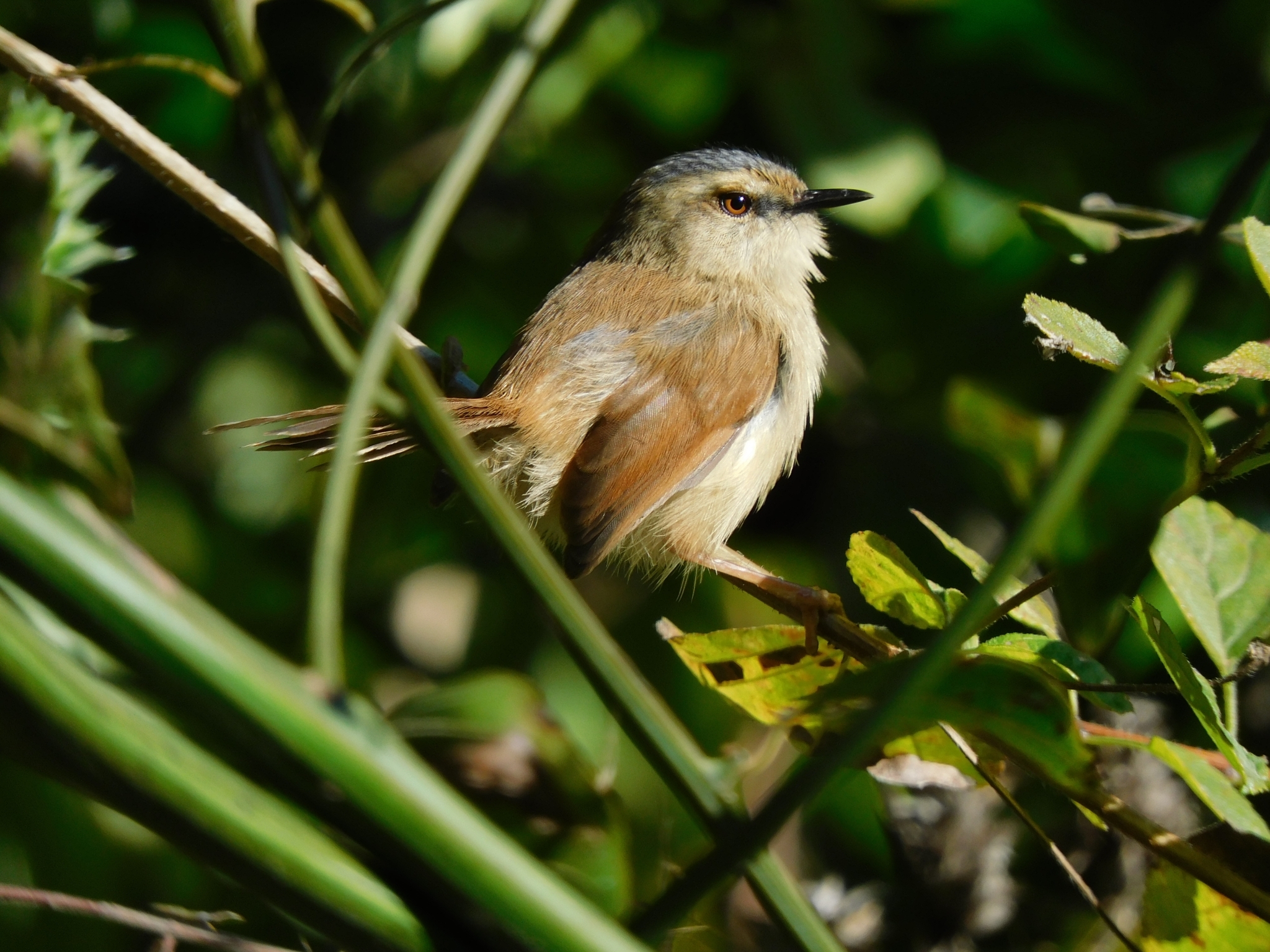 Grey-crowned Prinia (Prinia cinereocapilla), photo 5