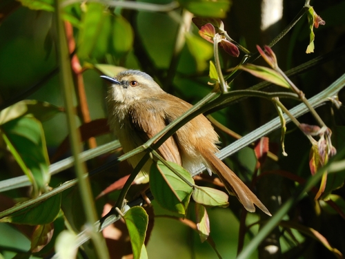 Grey-crowned Prinia (Prinia cinereocapilla), photo 6