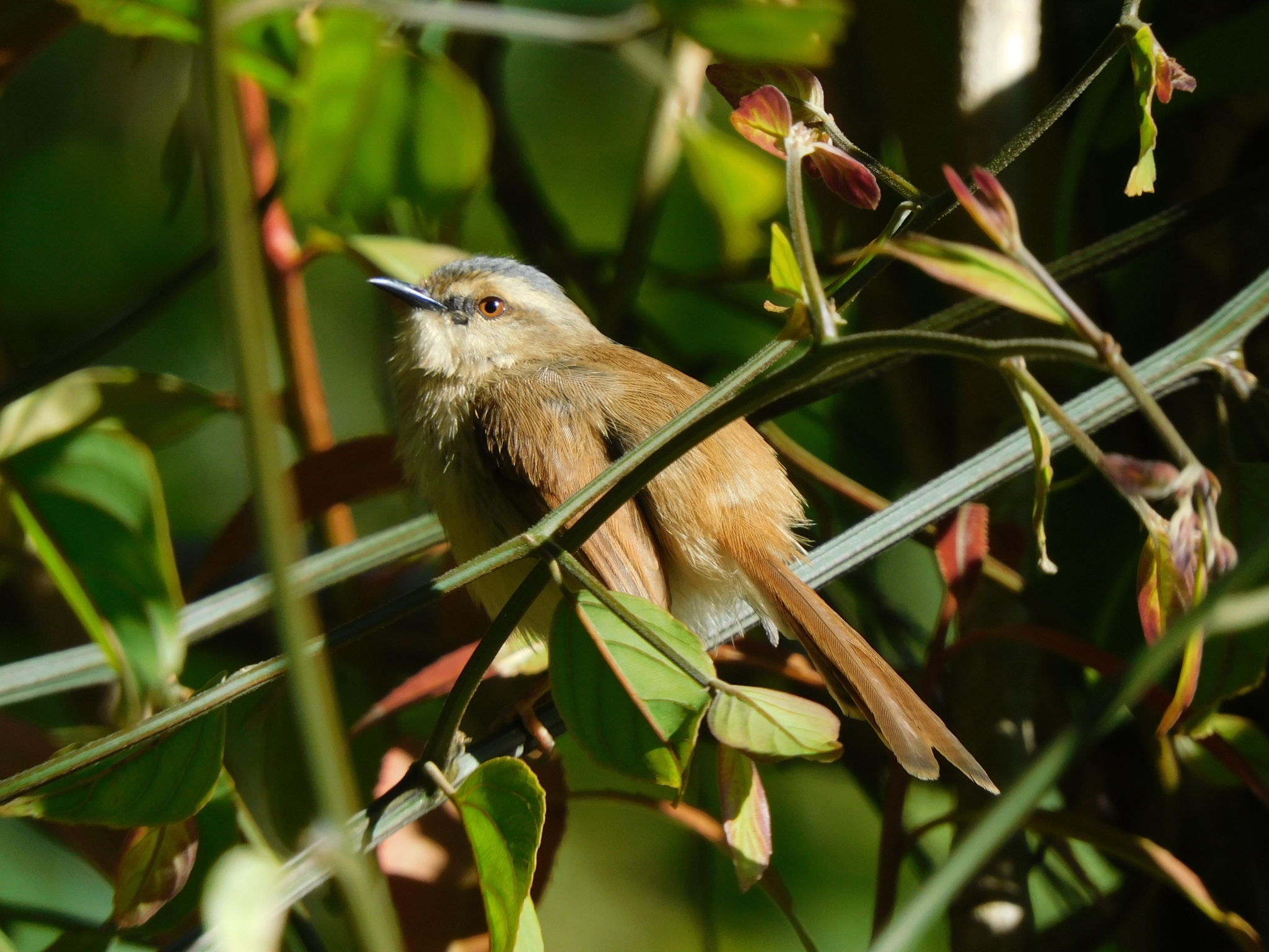 Grey-crowned Prinia (Prinia cinereocapilla), photo 6