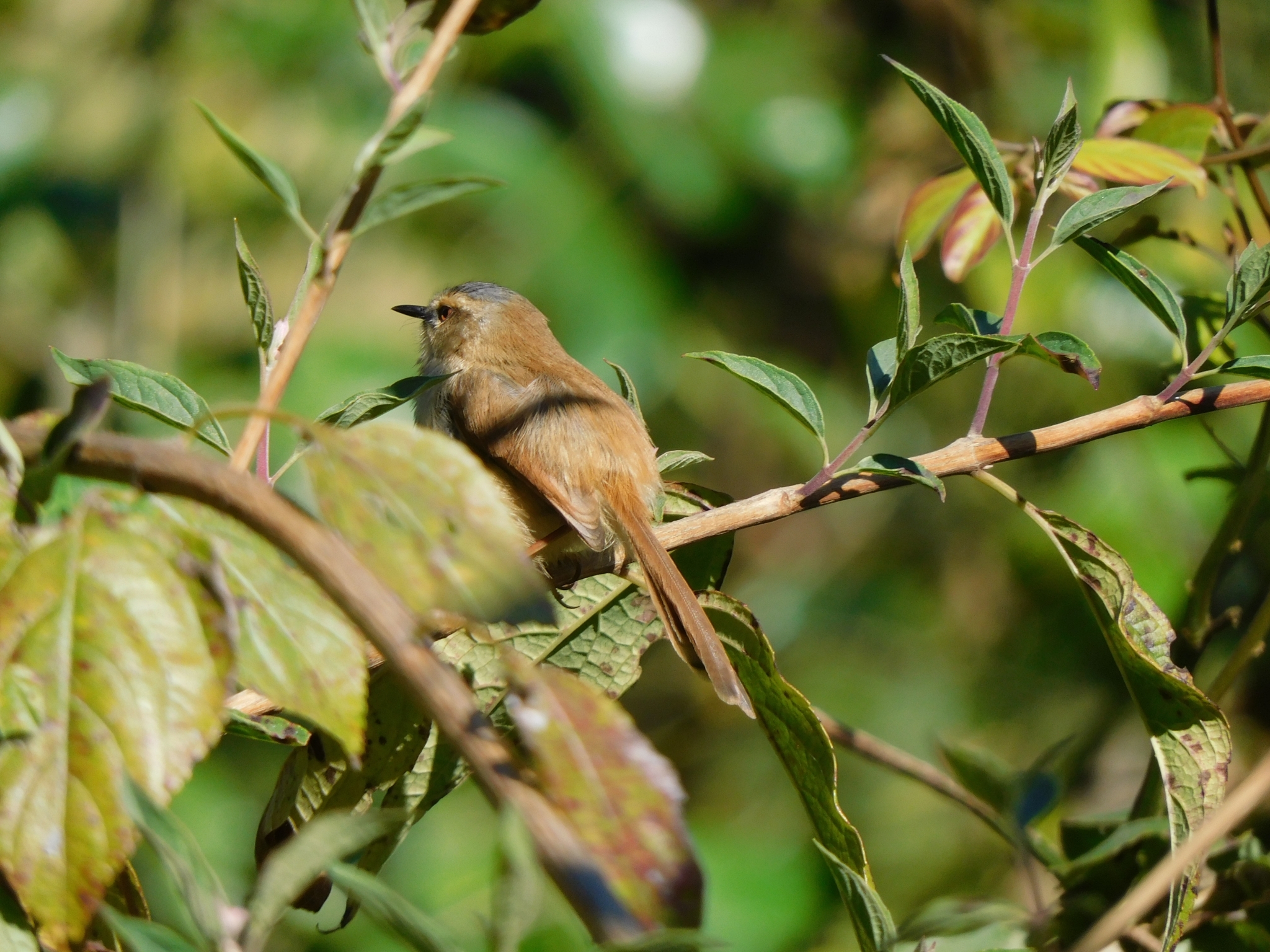 Grey-crowned Prinia (Prinia cinereocapilla), photo 7