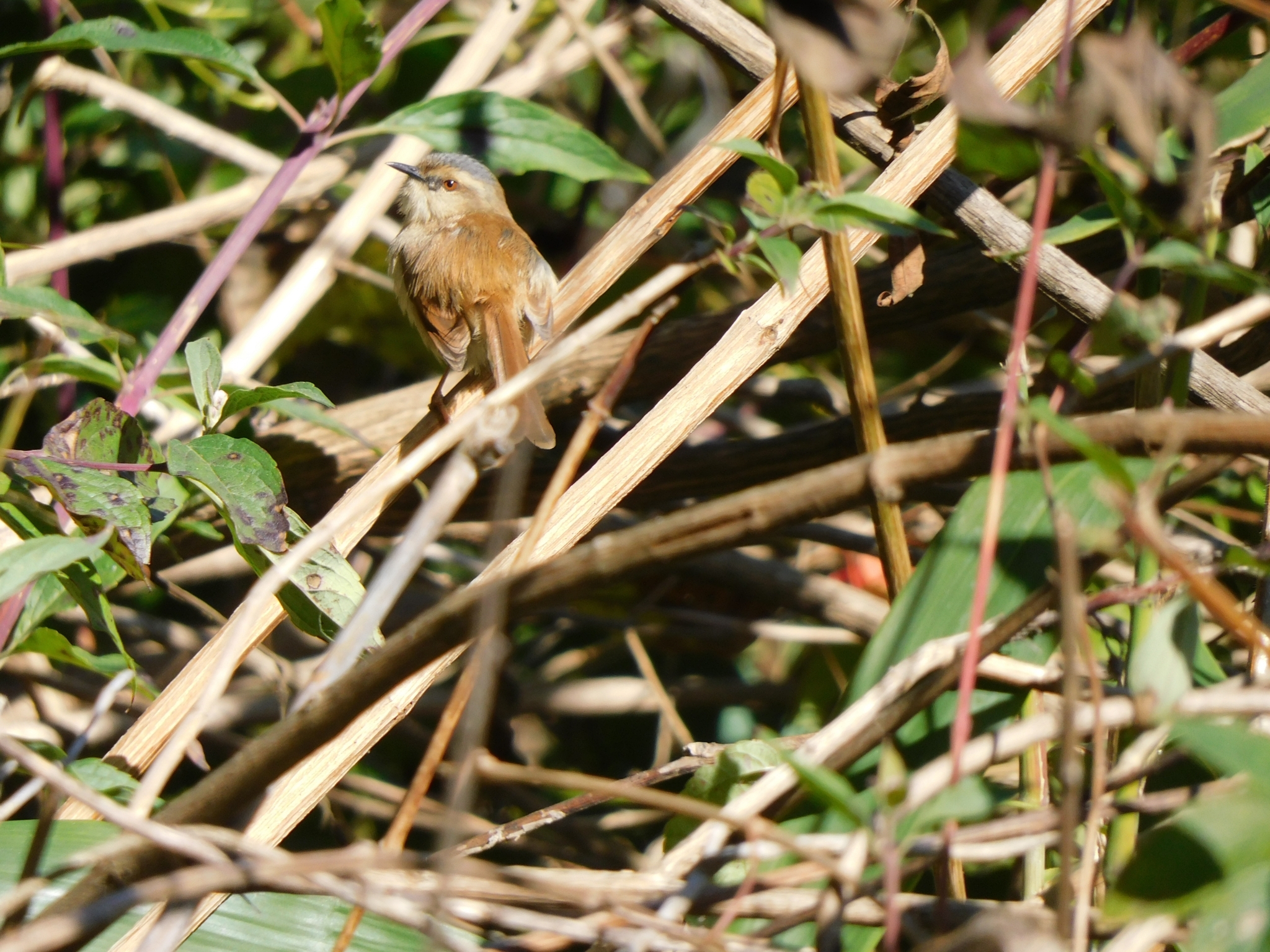 Grey-crowned Prinia (Prinia cinereocapilla), photo 8