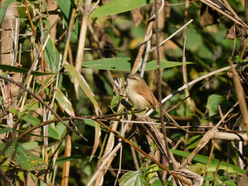 Grey-crowned Prinia (Prinia cinereocapilla), photo 9