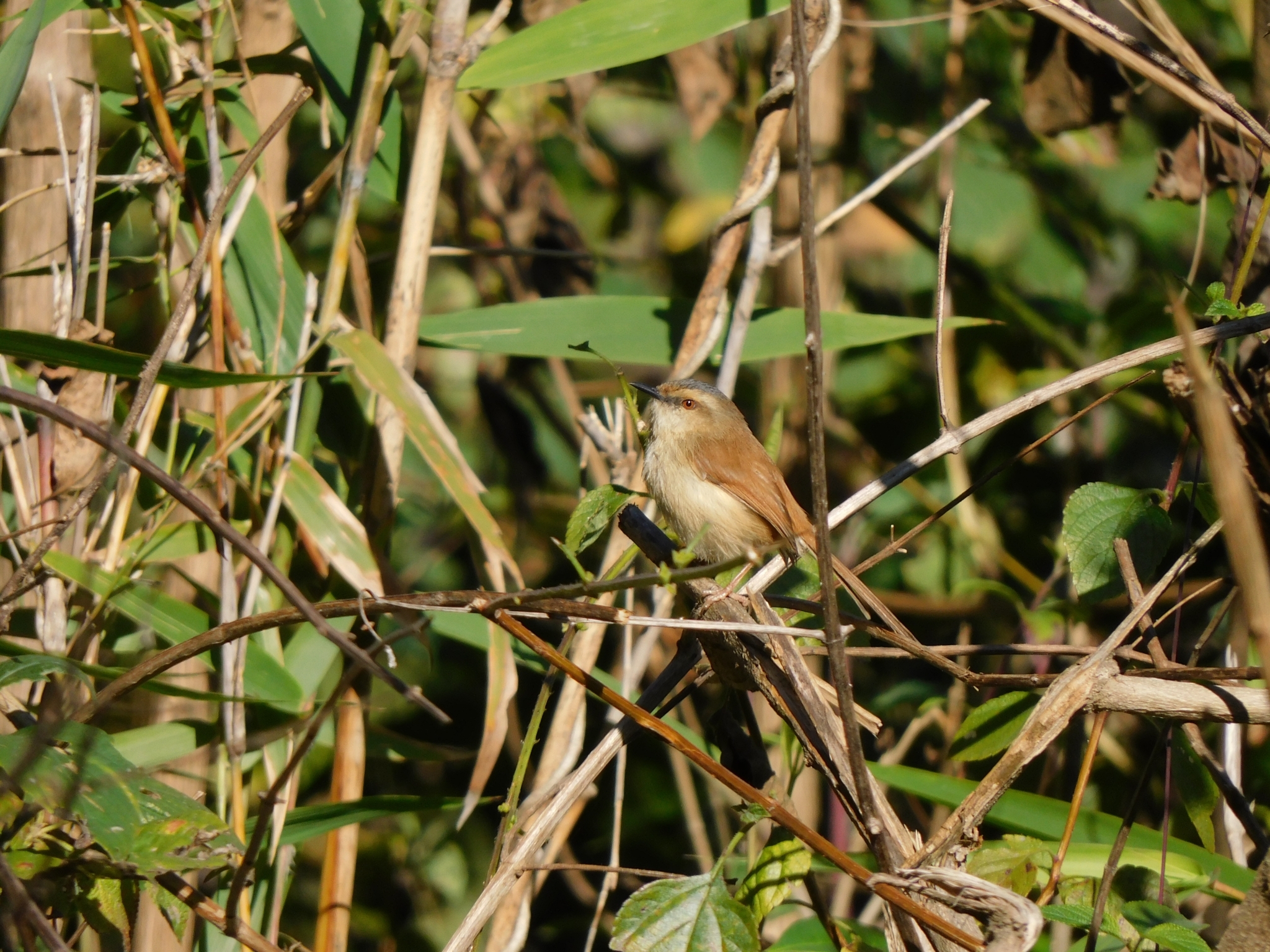 Grey-crowned Prinia (Prinia cinereocapilla), photo 9