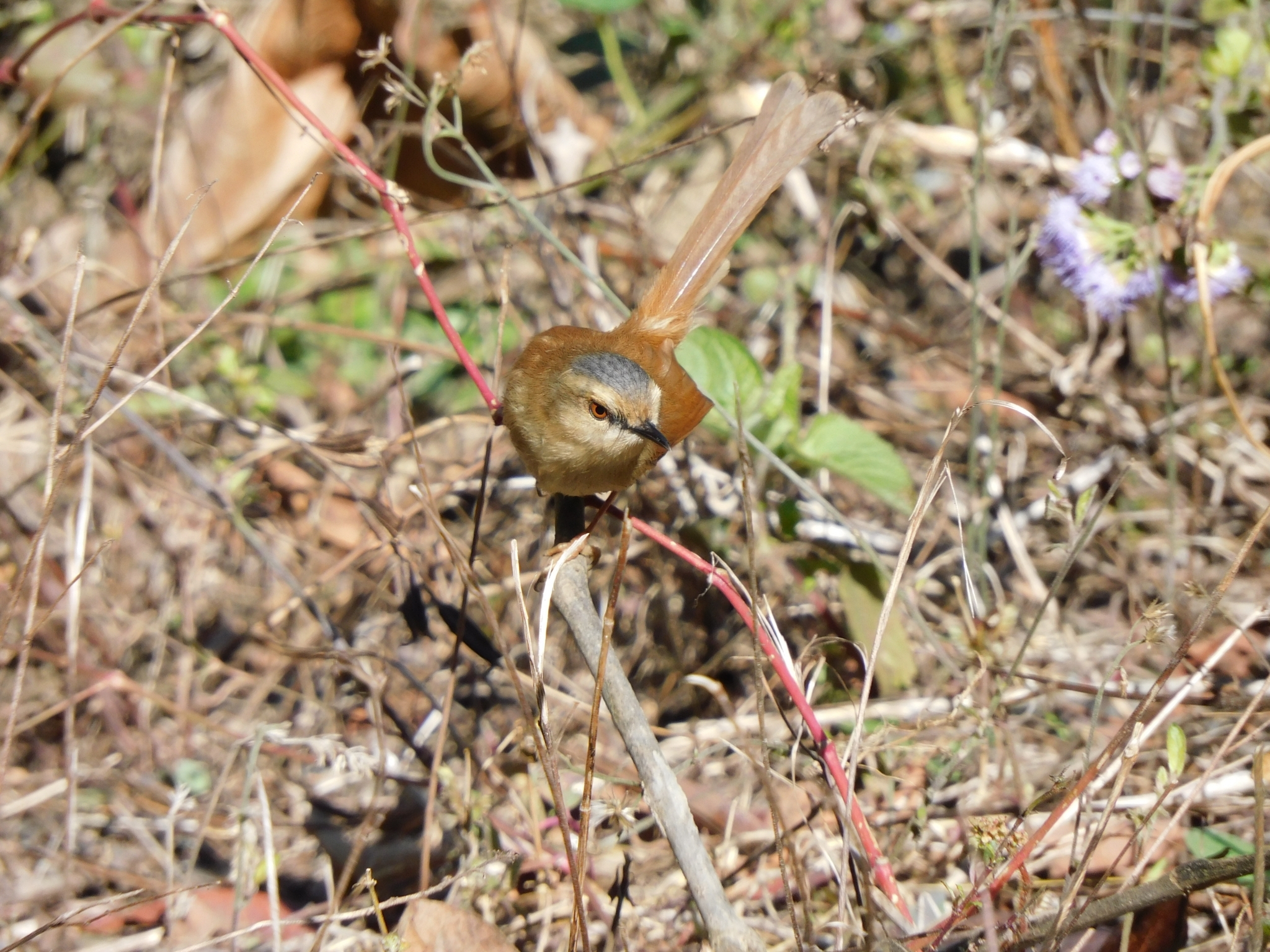 Grey-crowned Prinia (Prinia cinereocapilla), photo 10