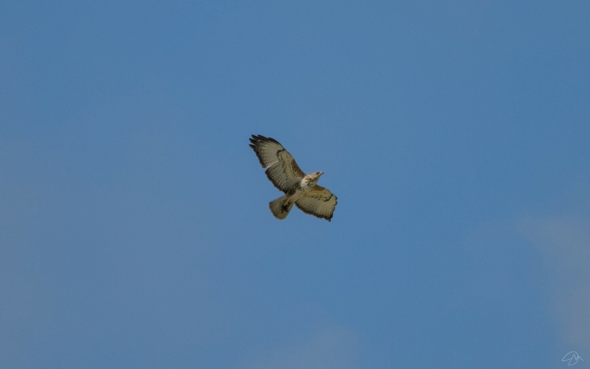 Forest Buzzard (Buteo trizonatus), photo 10