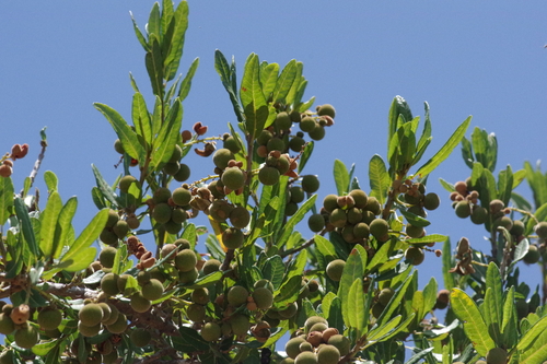 Azeitona-do-mato
