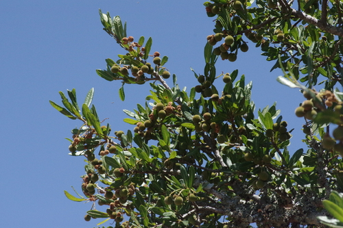 Foto de Azeitona-do-mato