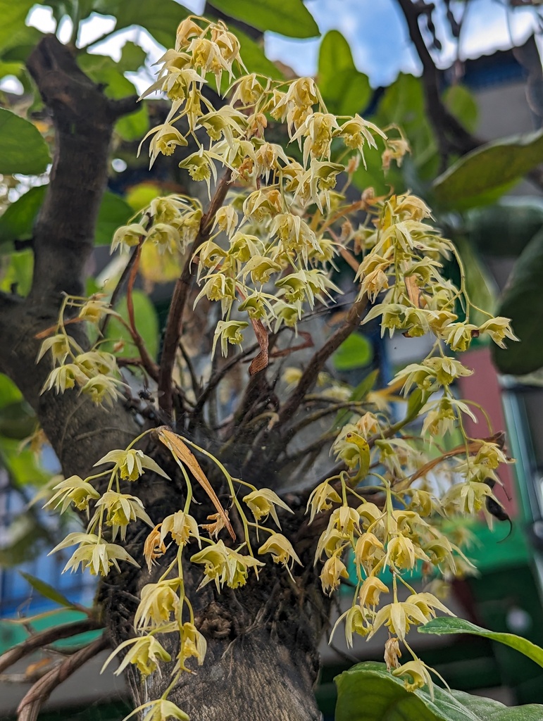 Dendrobium eriiflorum
