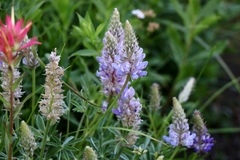 Lupinus lepidus sellulus