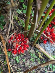 Zingiber chrysanthum, photograph (c) Sagnik Dutta Roy, some rights reserved (CC BY)