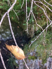 Neriene peltata