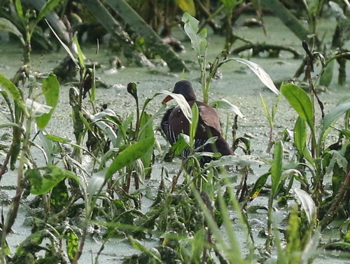 iNaturalist: (c) Corey Callaghan, some rights reserved (CC BY-NC), uploaded by Corey Callaghan iNaturalist image