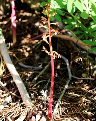 Corallorhiza maculata maculata