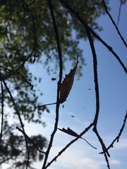 Neriene peltata
