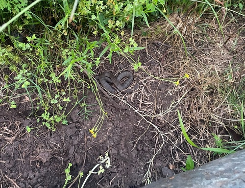 Eastern Brown Snake sighting