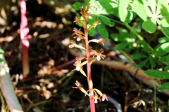 Corallorhiza maculata maculata