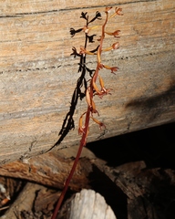 Corallorhiza maculata maculata