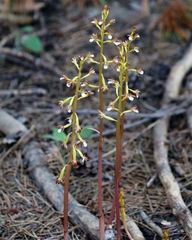 Corallorhiza maculata maculata