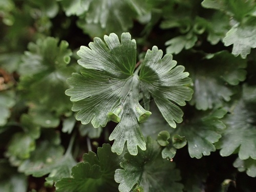 Tiny bristle fern (Trichomanes minutum)