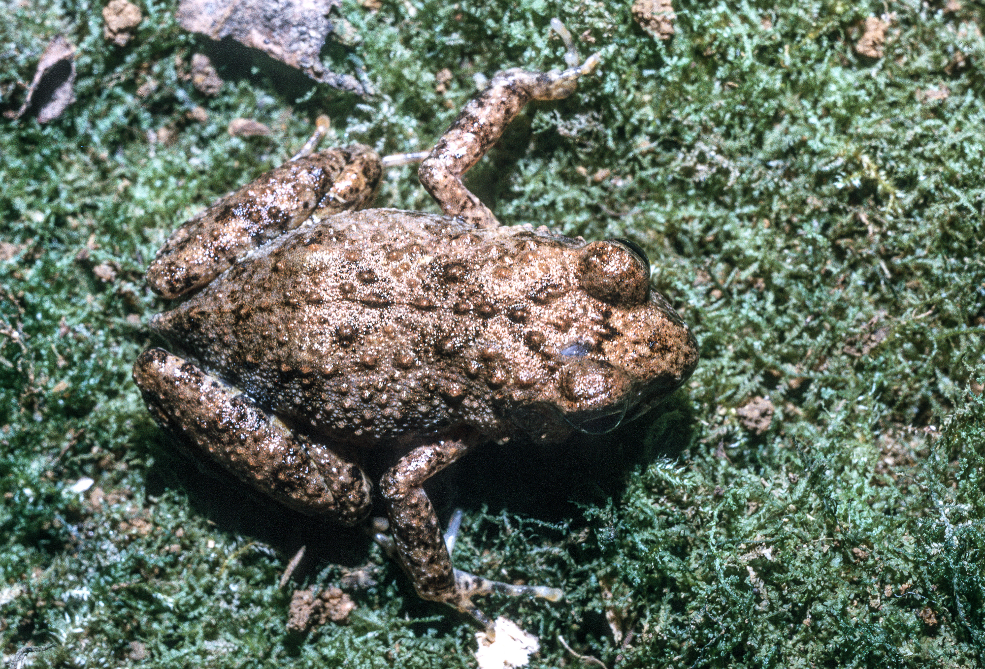 Arthroleptis adelphus Perret, 1966