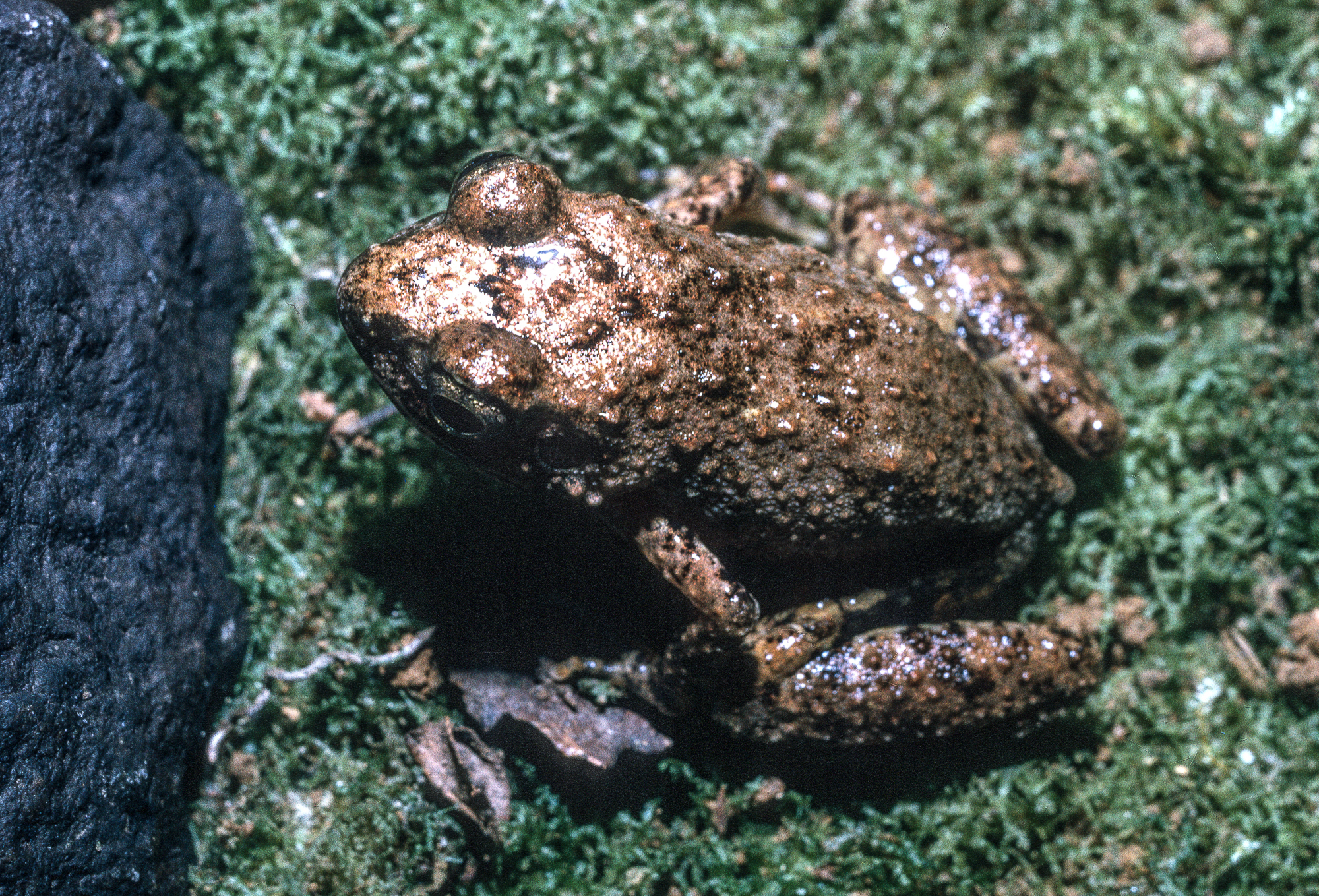 Arthroleptis adelphus Perret, 1966