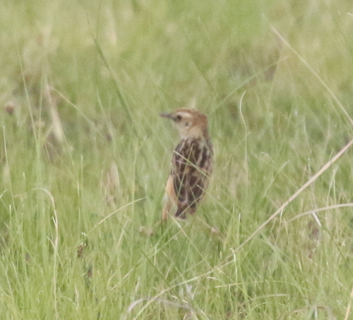 iNaturalist image