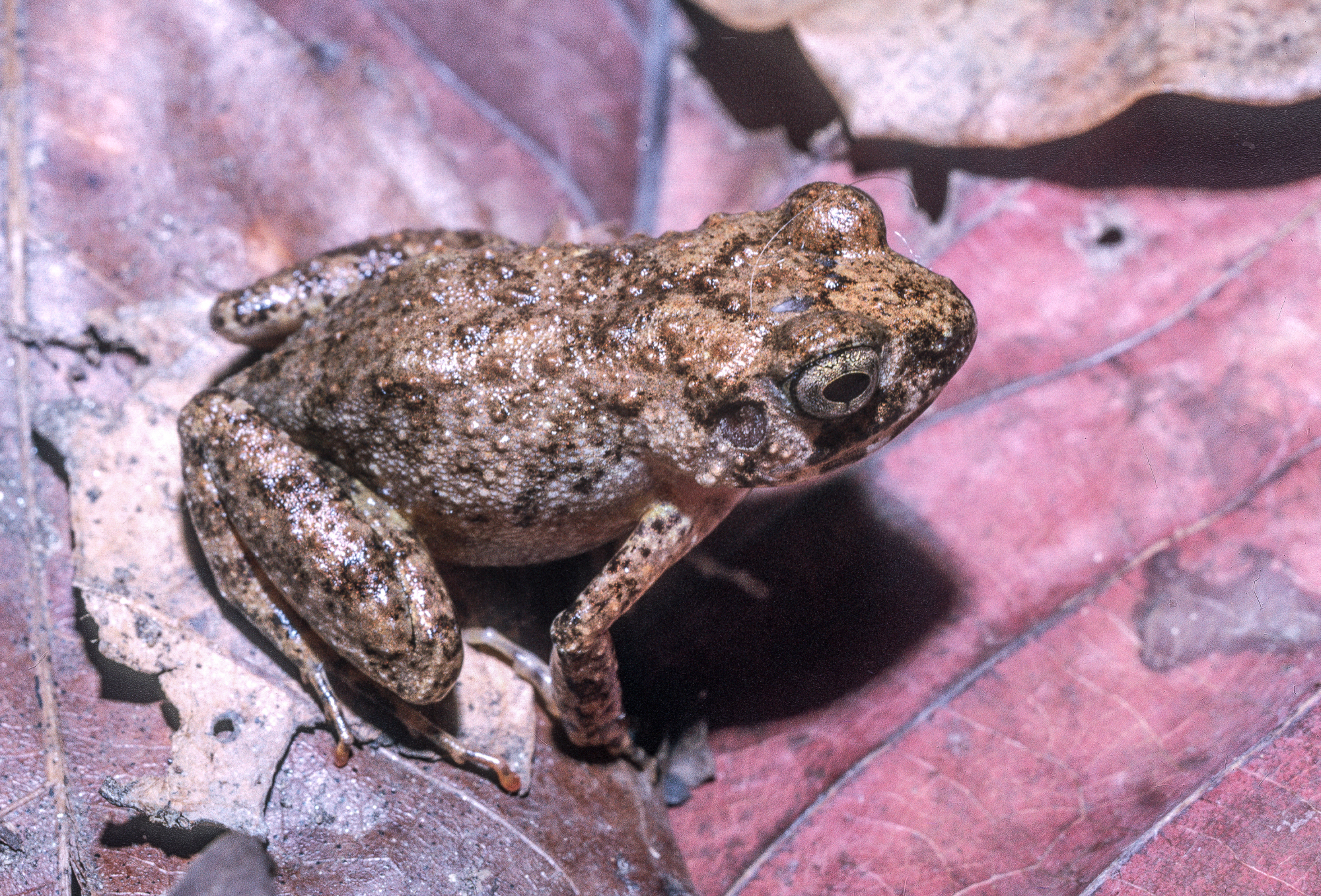 Arthroleptis adelphus Perret, 1966