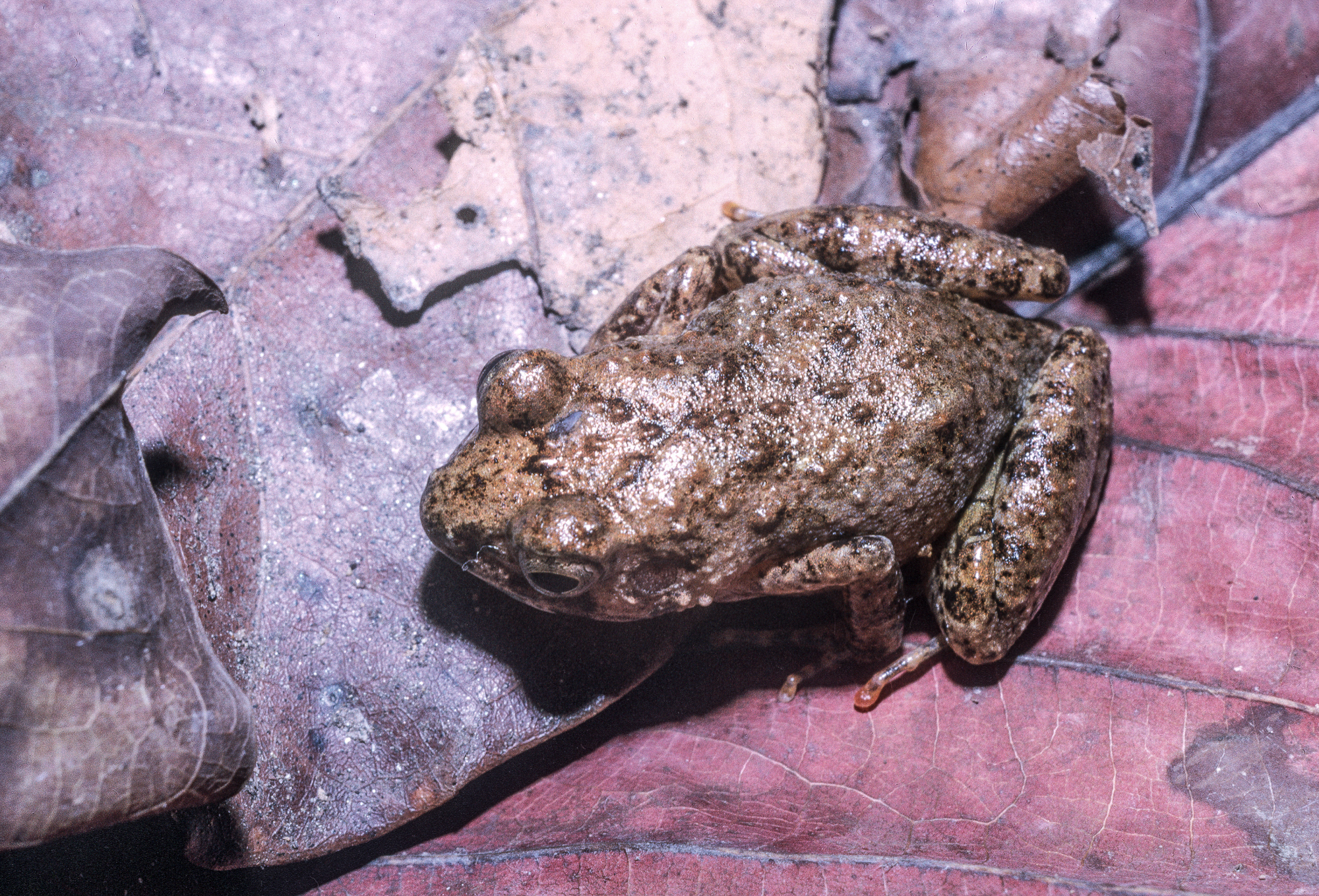 Arthroleptis adelphus Perret, 1966