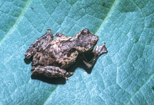 African Tree Toad