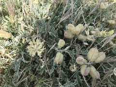 Astragalus miguelensis