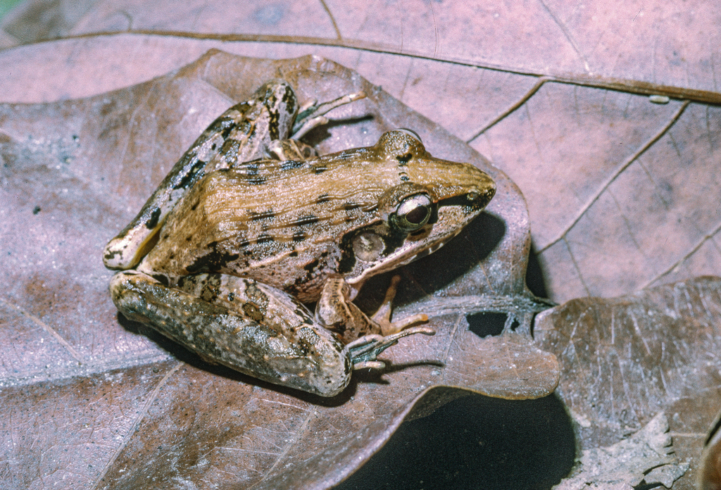 Victoria Grassland Frog