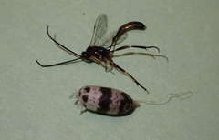 Hyposoter