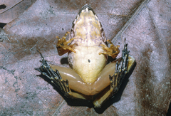 Victoria Grassland Frog photo 2
