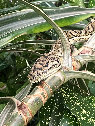 Coastal Carpet Python sighting