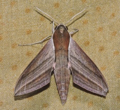 Theretra alecto