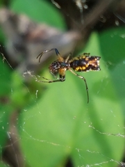 Micrathena funebris
