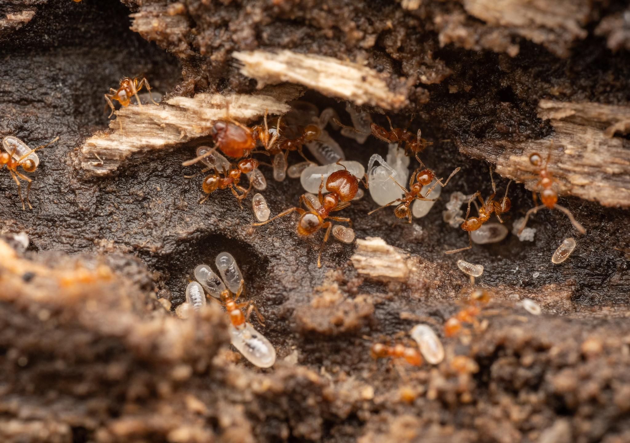Pheidole sauberi