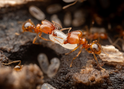 Pheidole sauberiPheidole sauberi
