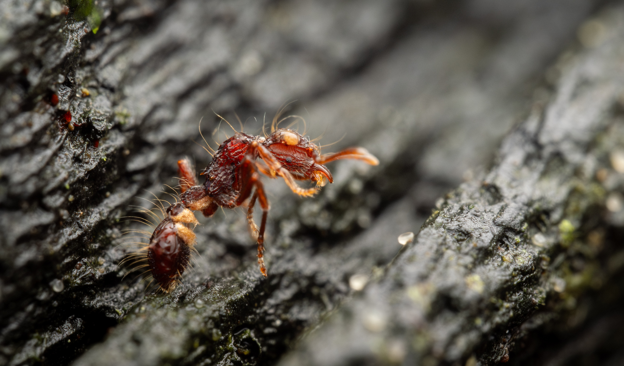 Dacetinops cirrosus