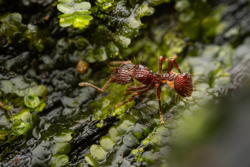 Dacetinops cirrosusDacetinops cirrosus
