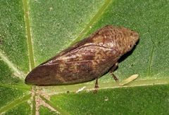 Cephisus siccifolius