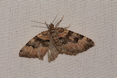 Xanthorhoe decoloraria