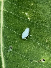 Flatormenis proxima