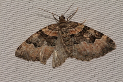 Xanthorhoe decoloraria