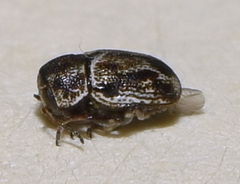 Pachybrachis hepaticus