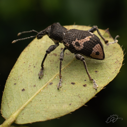 Hypsonotus callosicollis