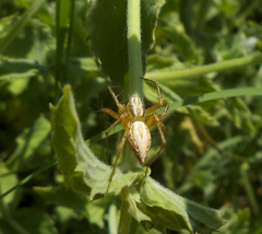 Oxyopes lineatus