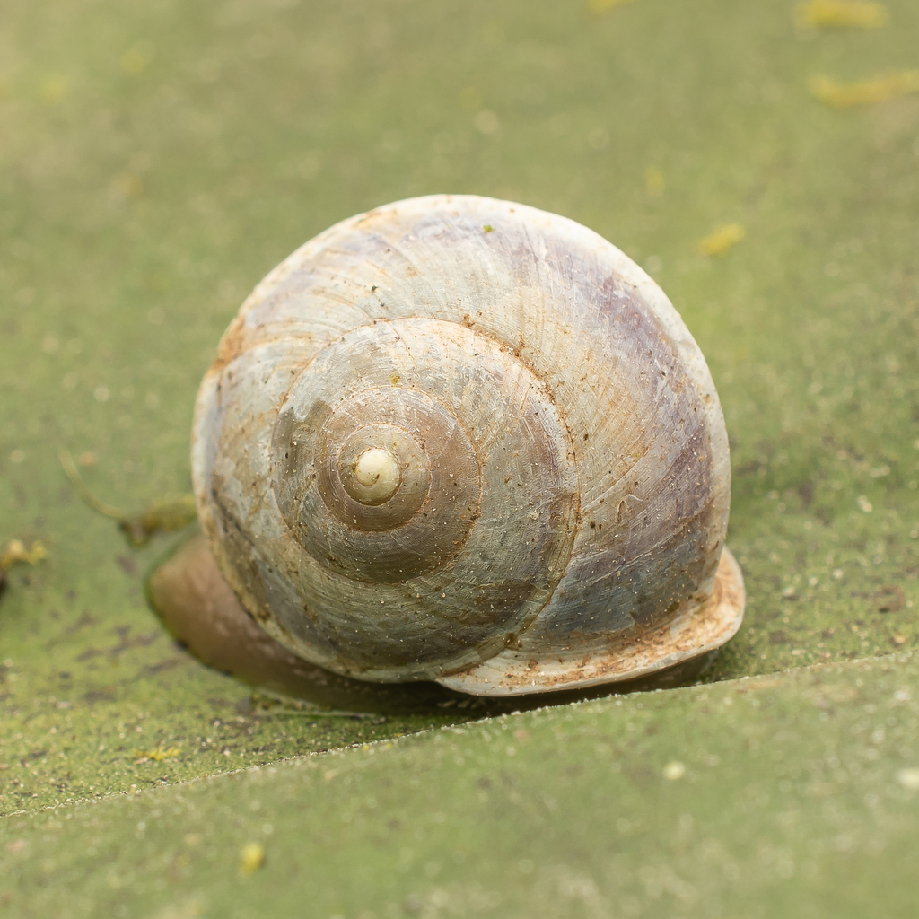Helicina wettsteini