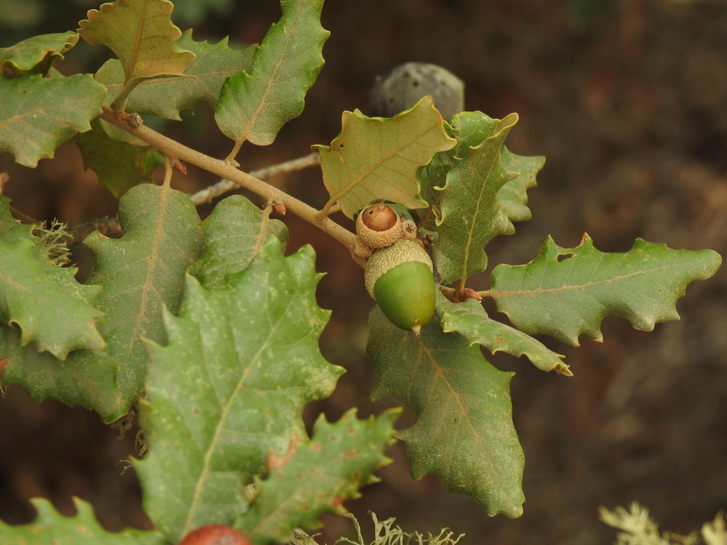 Quercus faginea — an easy houseplant, prefers full sun light
