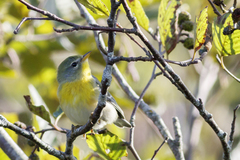 Setophaga americana image